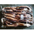 price of fresh squid led fishing light squid argentina squid